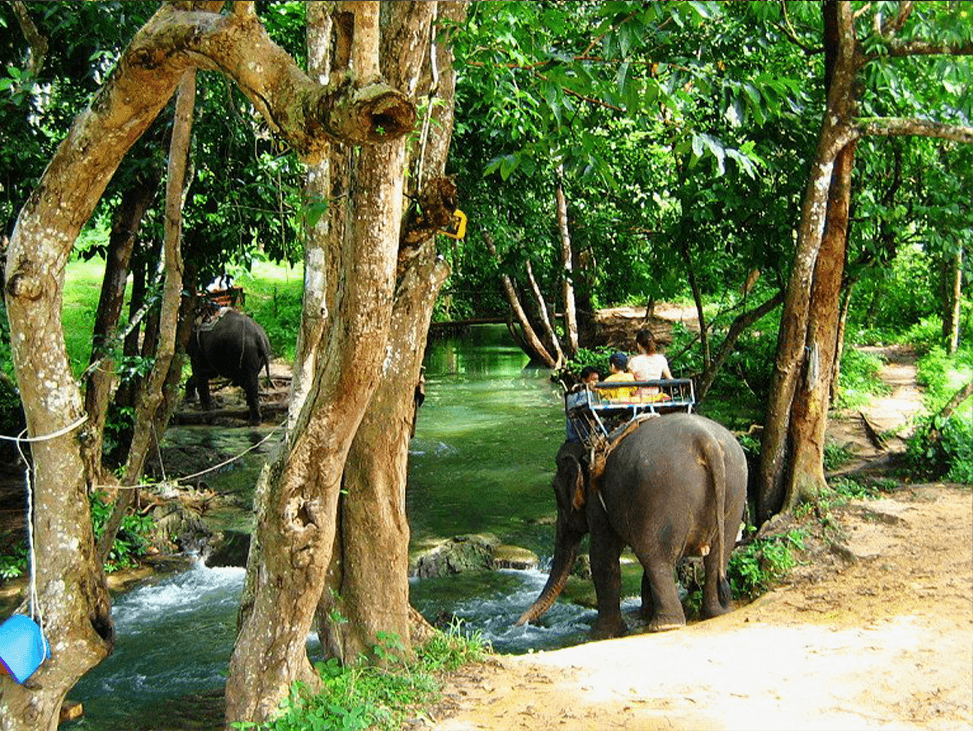 Dense tropical rainforest exploration
