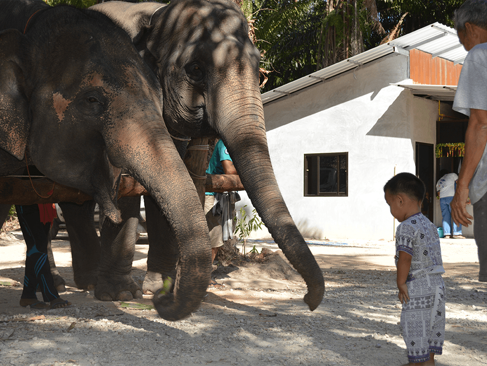 Jungle trekking adventure in Krabi